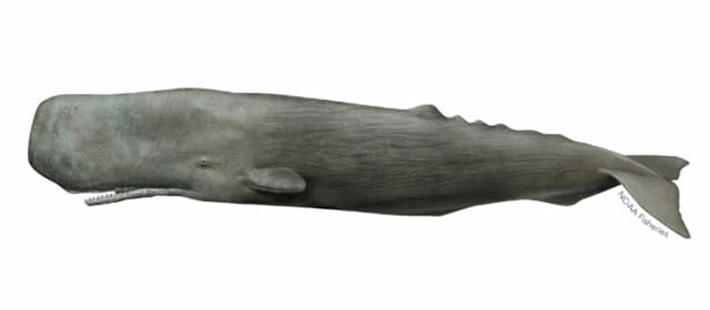 Sperm Whale