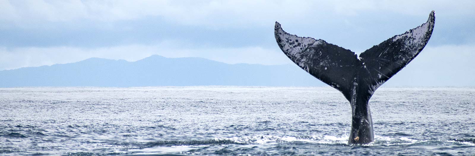 Humpback Whale Tail in the Santa Barbara Channel
